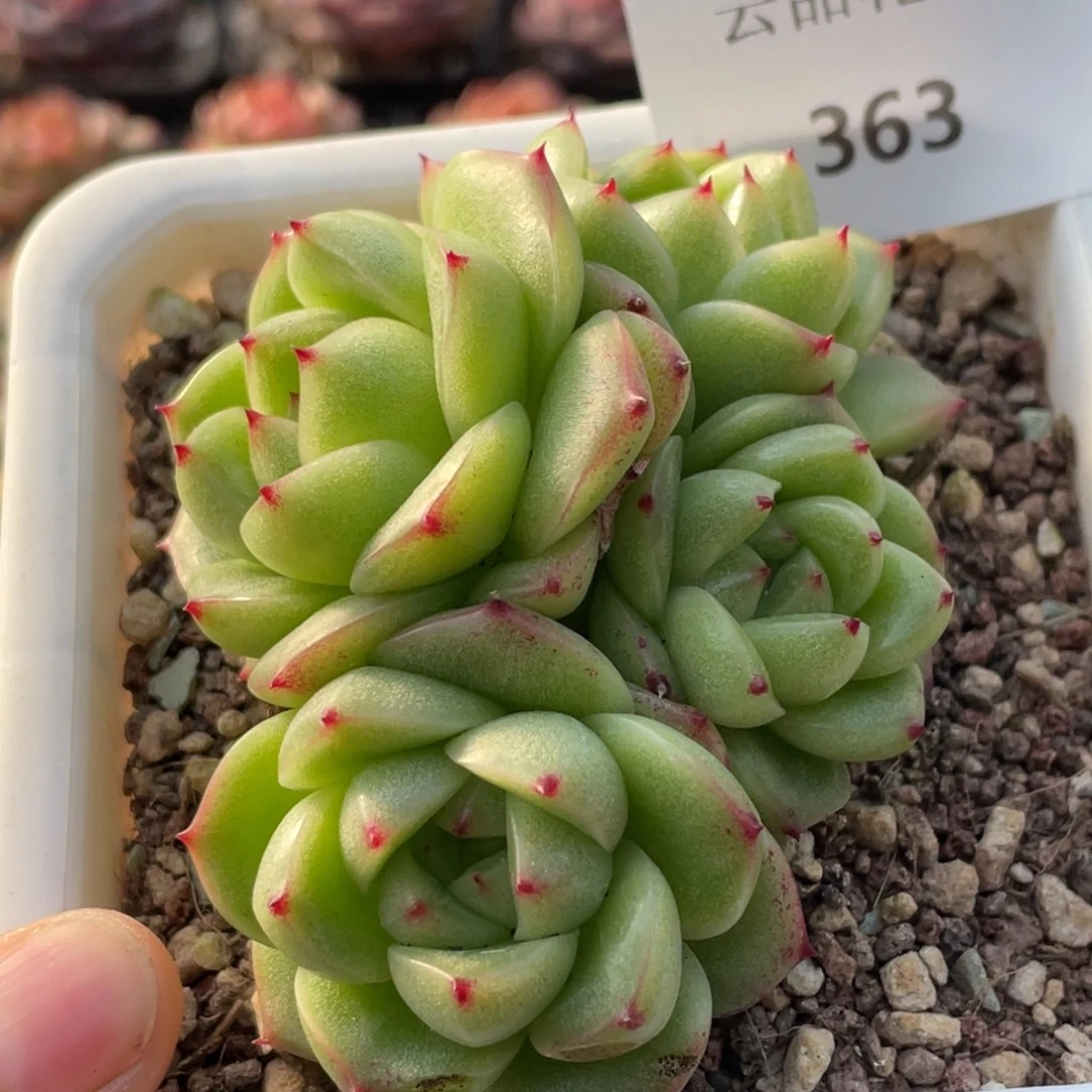 363号糖心冰心珍妮 绿豆沙