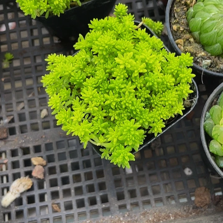 黄金草2.8带盆土发货