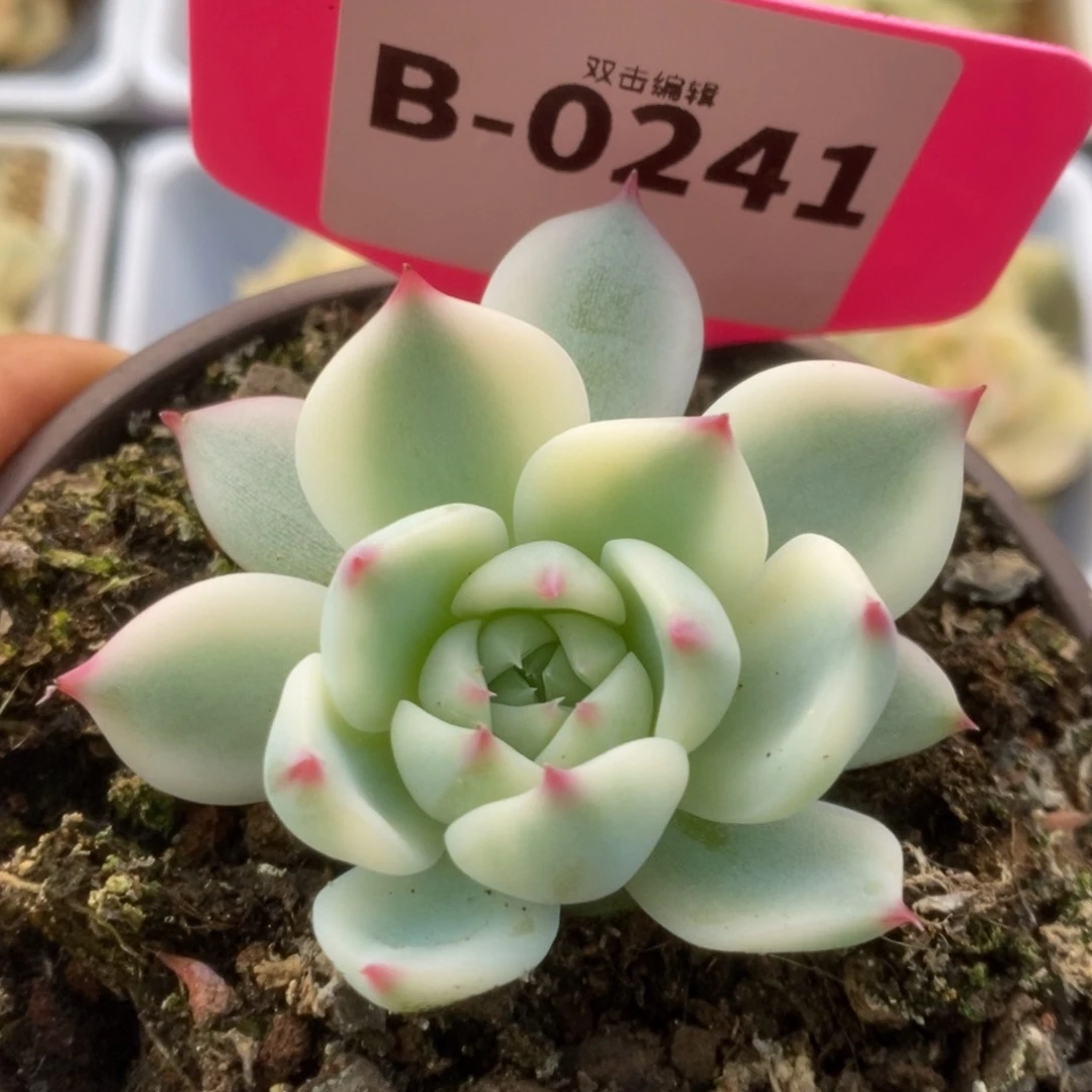 求****睡241吉娃娃5.5公分锦锦锦