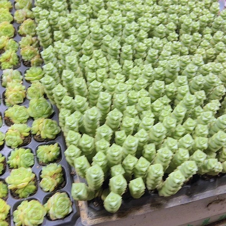 钱串群132个多肉植物