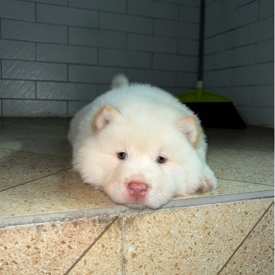 {小苏土松}狗狗活体