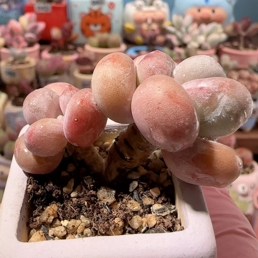 双头蛋黄奶 盆口3cm