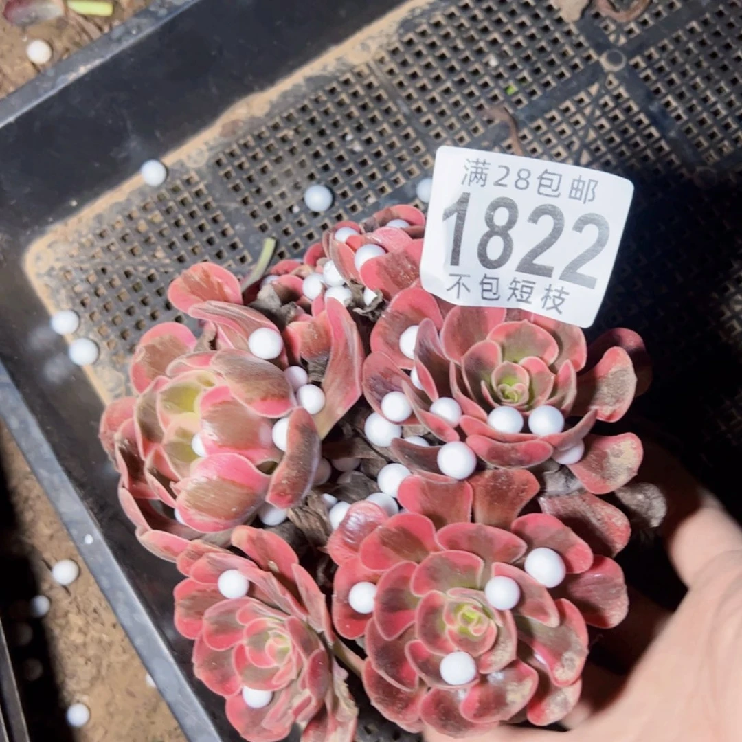 爱神多肉植物法师1822