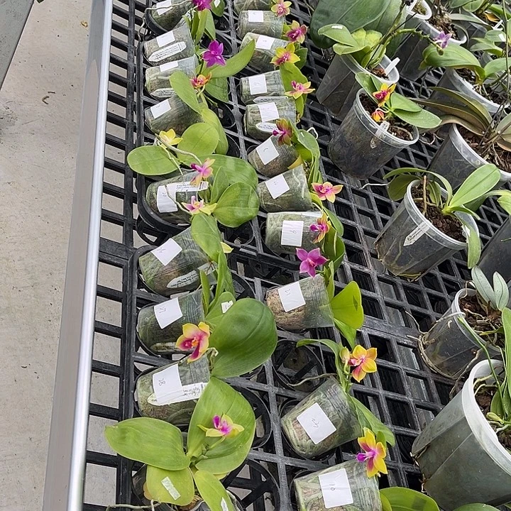 完全开放特价福利BKH系列30选2颗不包花期不售后