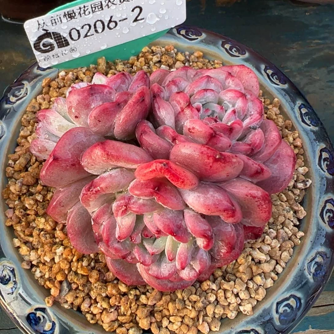 从前慢多肉精选编号0206.2