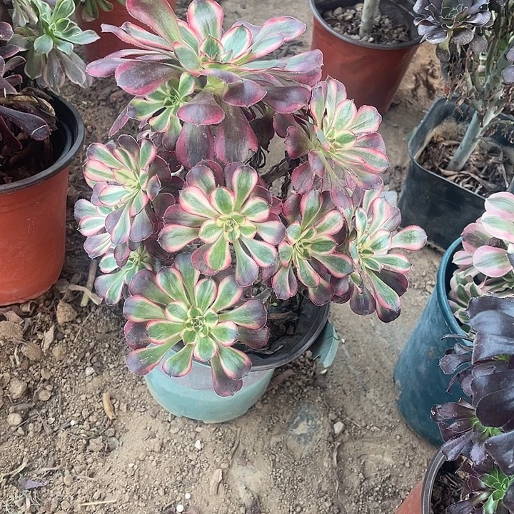 香娜儿玫瑰玫瑰玫瑰