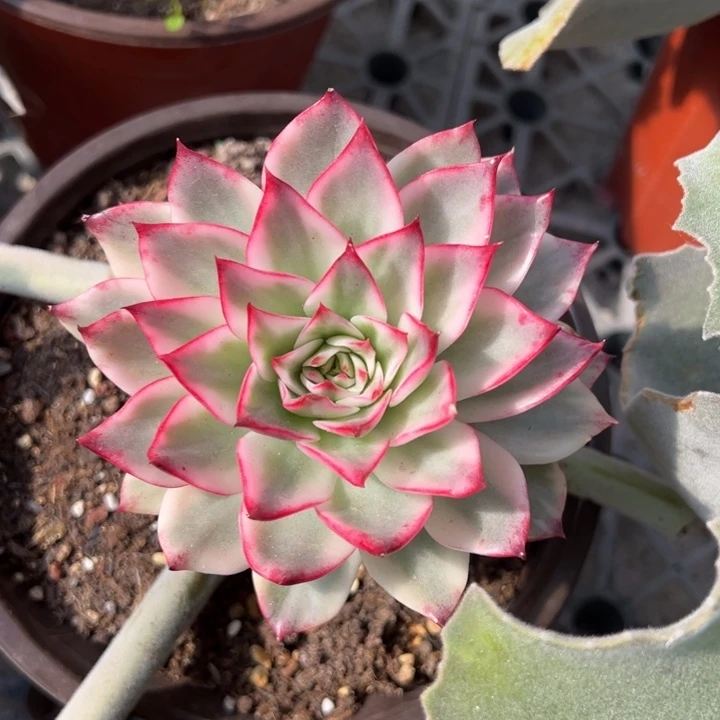 吉赛尔锦一物一拍锦龙