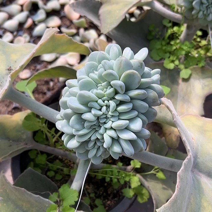 玉麒麟群生缀化多肉