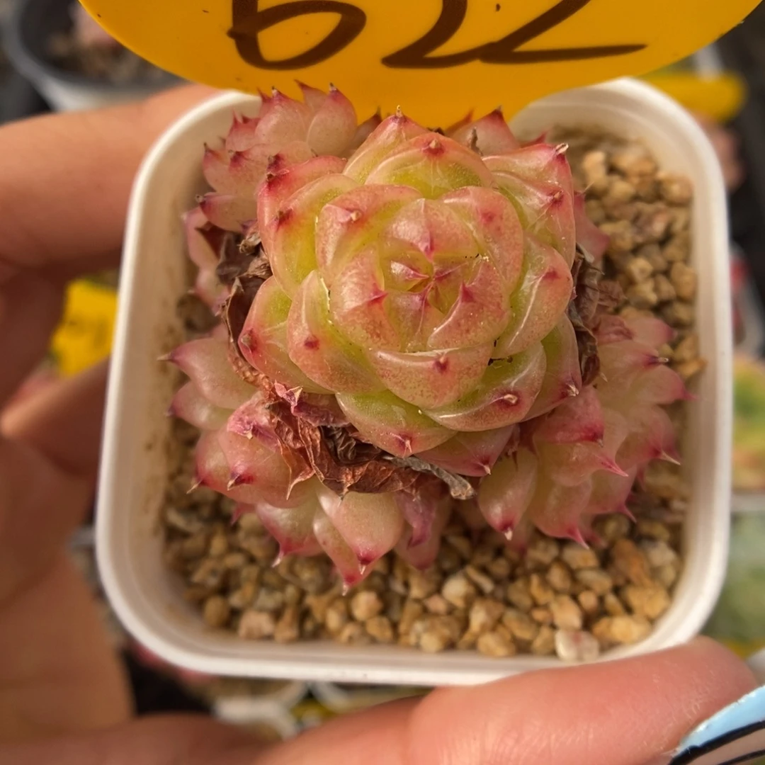 润玉珍妮群生622号