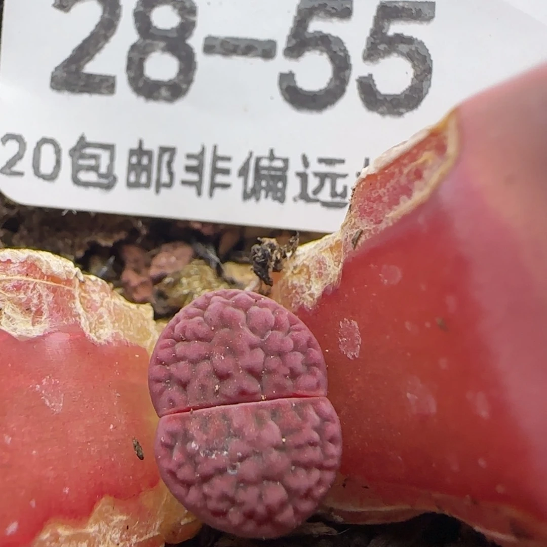 阿克塞尔玫瑰。