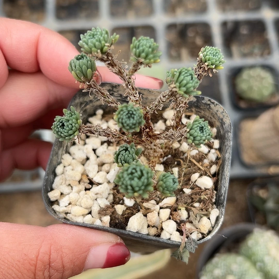 多肉植物球松多肉