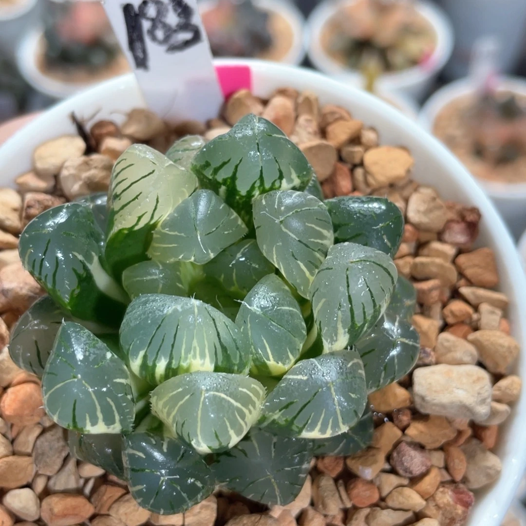 183实生玉露锦。