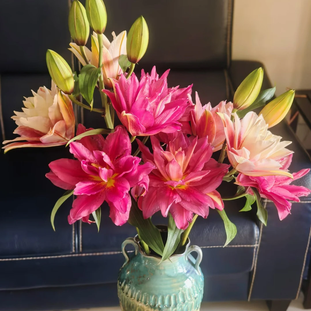 宝莲灯12/14重瓣香水百合种球进口一代花卉盆栽易活