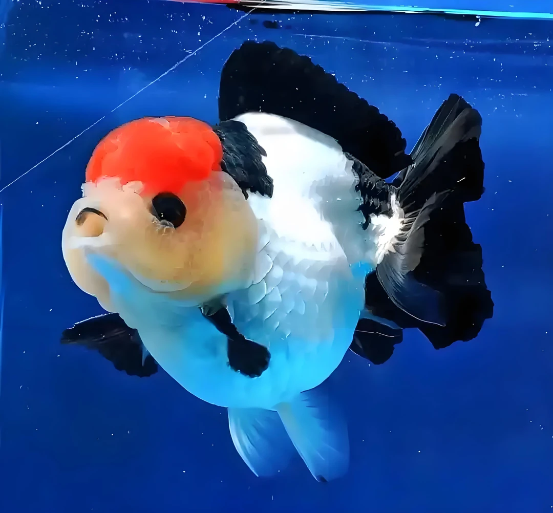 玛丽泰狮 包邮包损直播自选