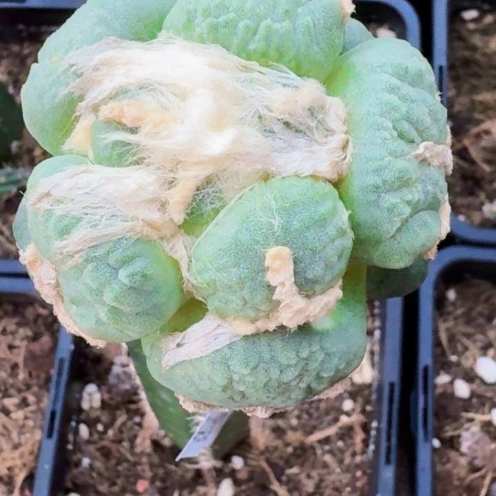 无花朵福利苗接白肌蛋尤686