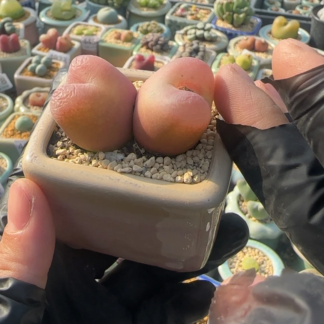 4877--一物一拍 带盆