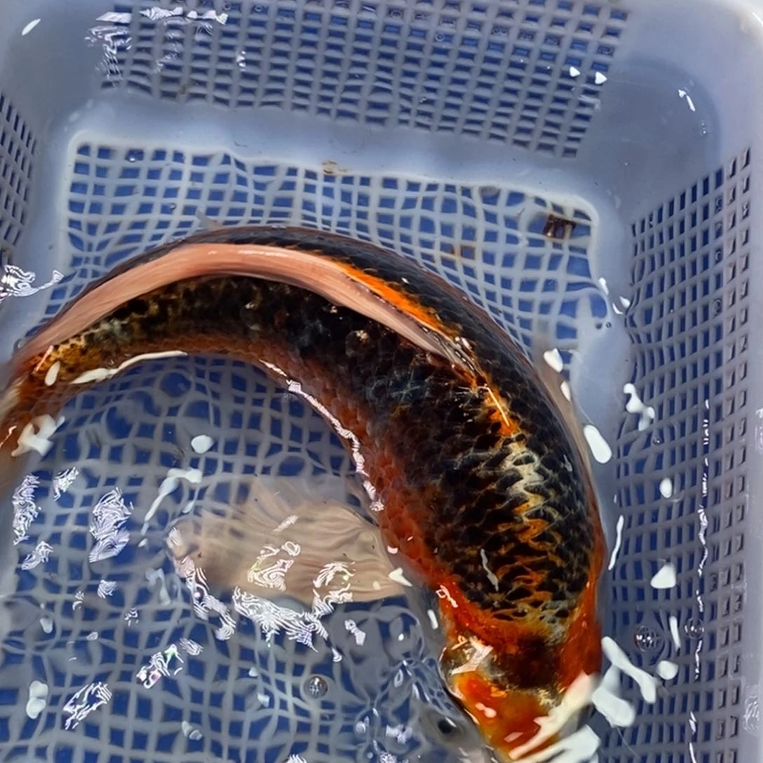 锦鲤冷水锦鲤包邮