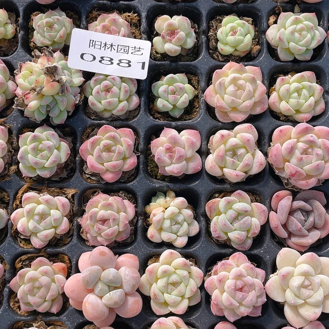 布***辣多肉植物多肉植物881