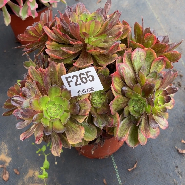 瑞妈，，。。。。。25斑斓，