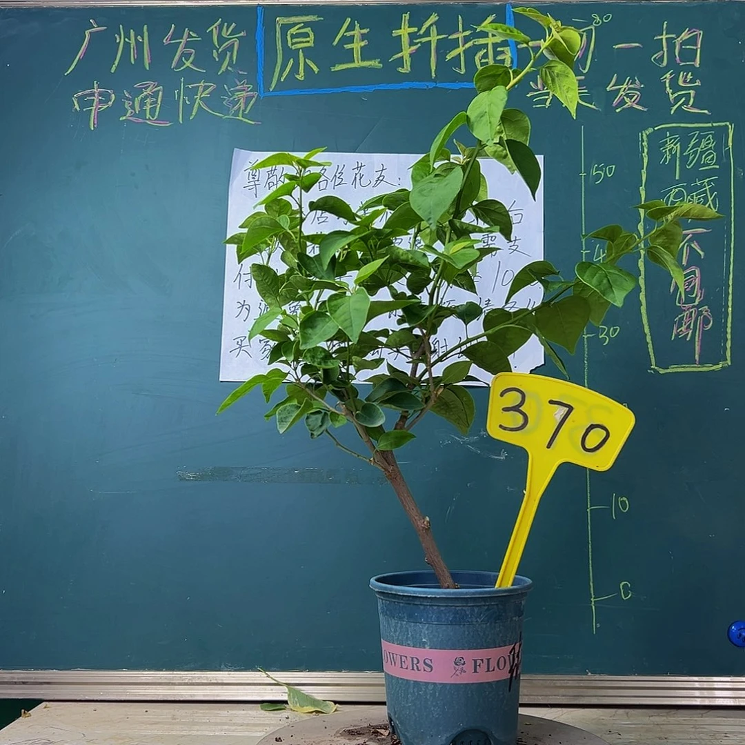 当前无花栽培后可以开花 粗杆 甜西瓜  370