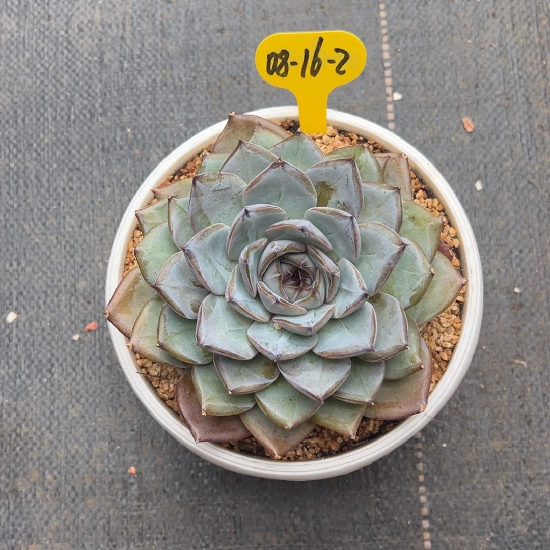 08-16-2黑夜精灵多肉植物