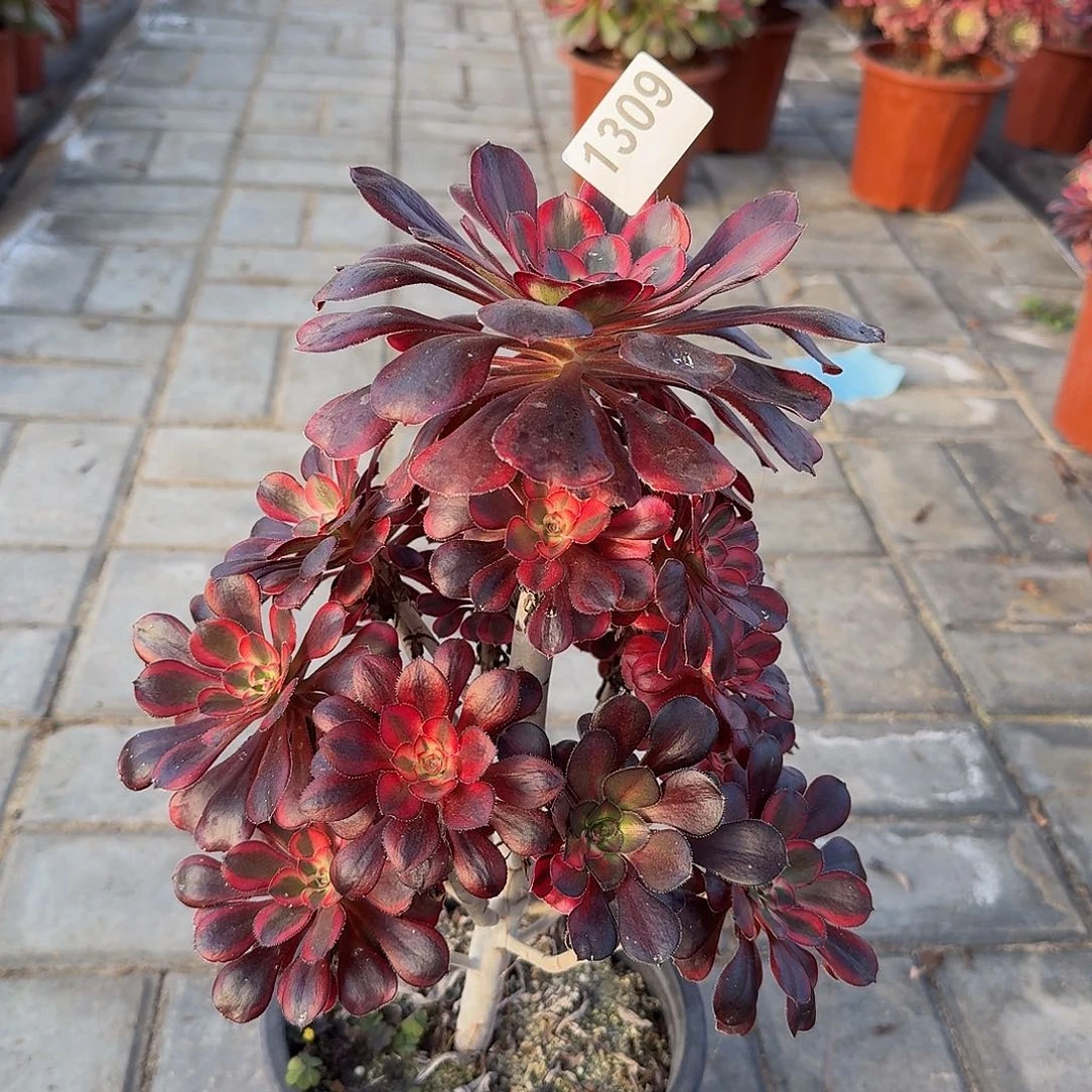 1309香奈尔阴阳444冠服20.1左右