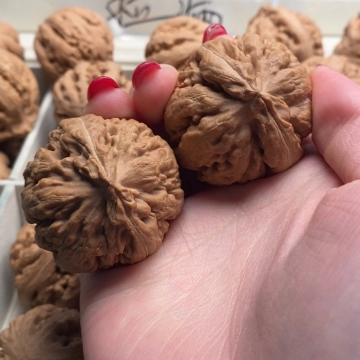 用***9霸王龙全品无修一刀没动