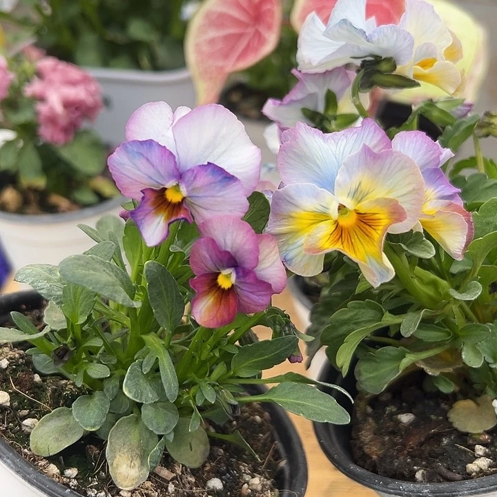 红陶一****夜抖音直播闪拍65