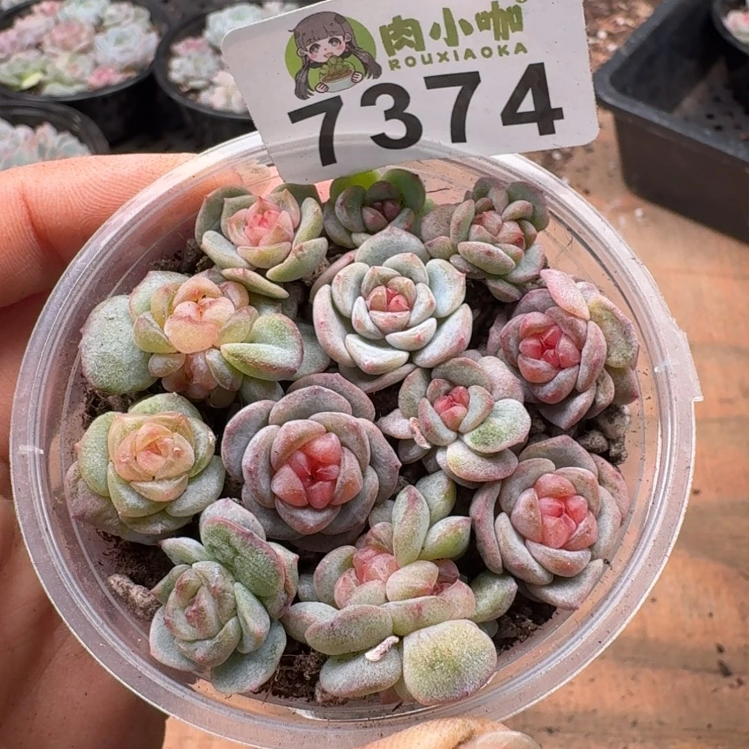 多肉植物多肉植物