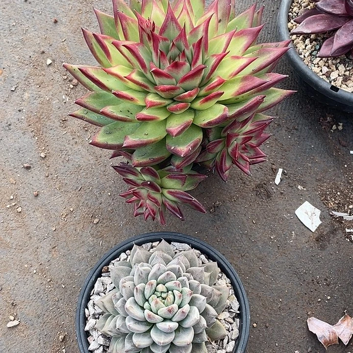 组合2颗杂寄养金宝