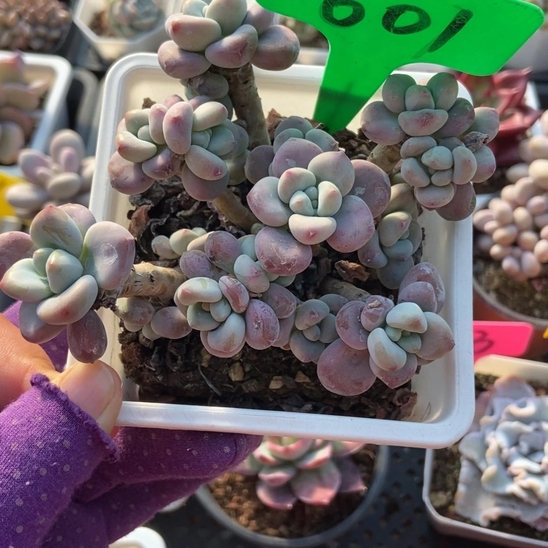 601洛神多肉植物多肉