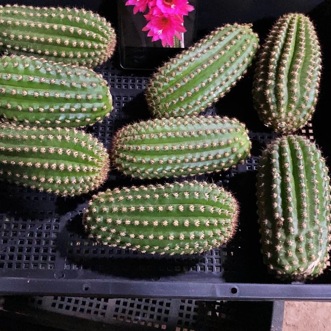 金妞紫罗兰/侧芽歪20包邮/高 11公分