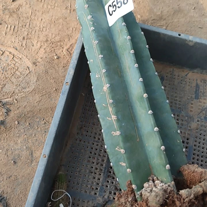 平*?量天尺老乐缀558