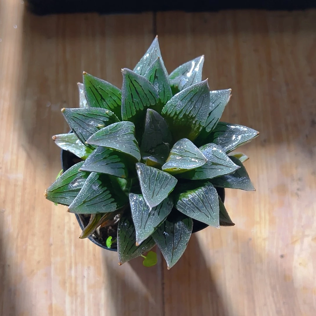 母本白沙玉露多肉多肉1