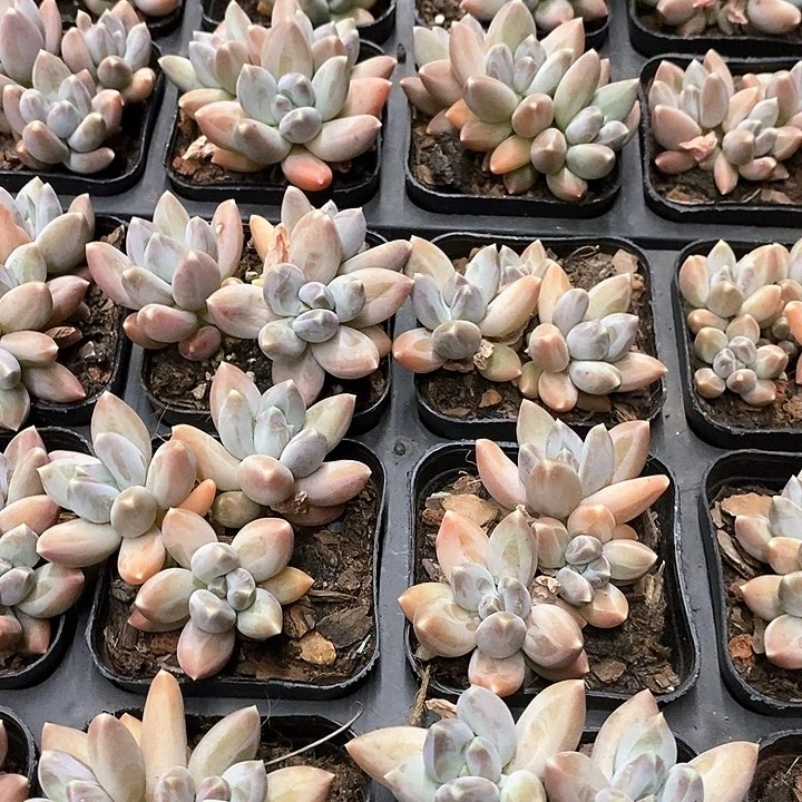 15，松果美人。三头起