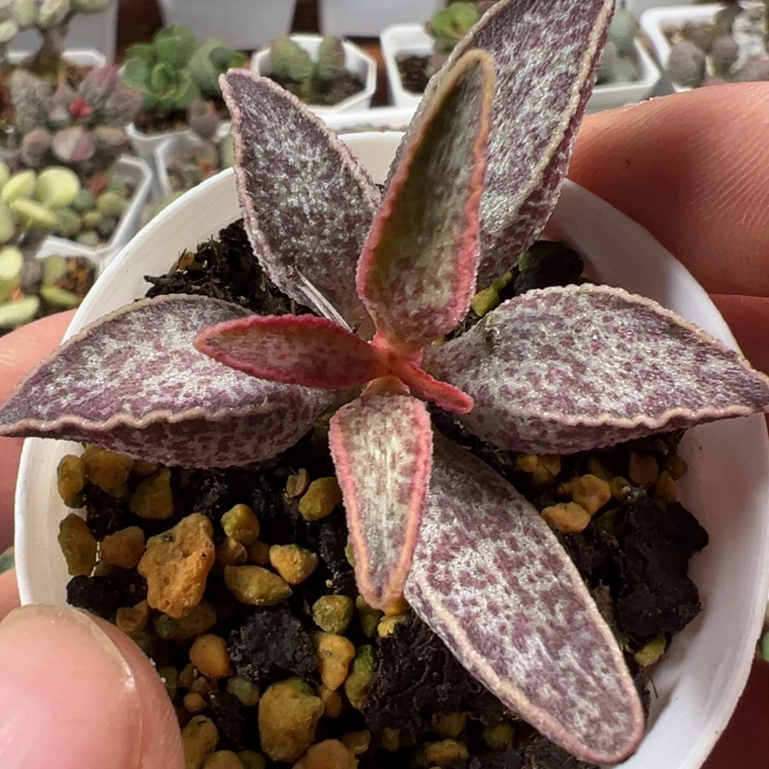 实生新品多肉植物水泡多肉植物