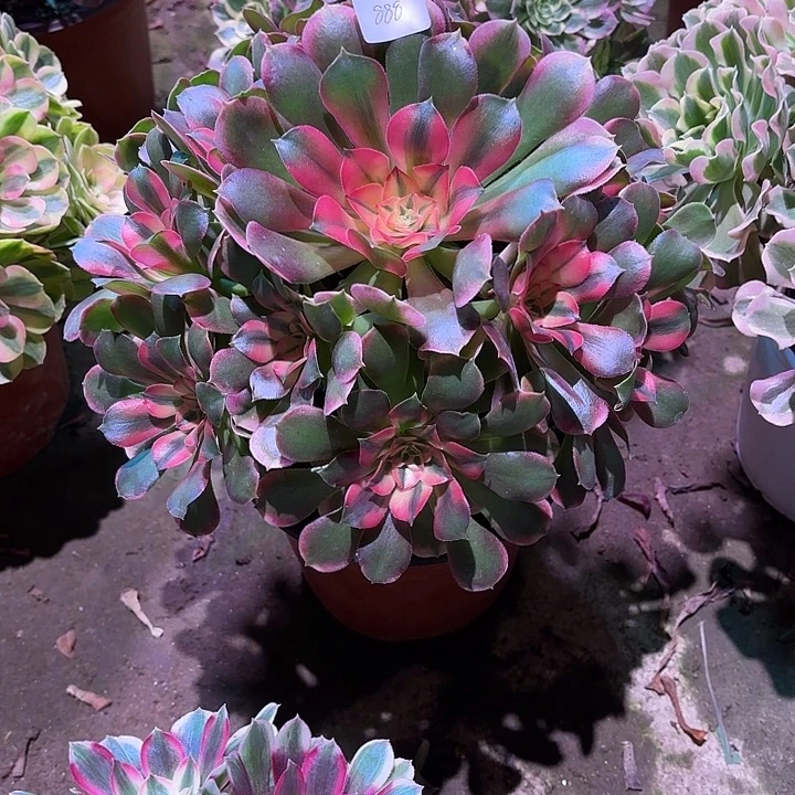 多肉植物香妃00888