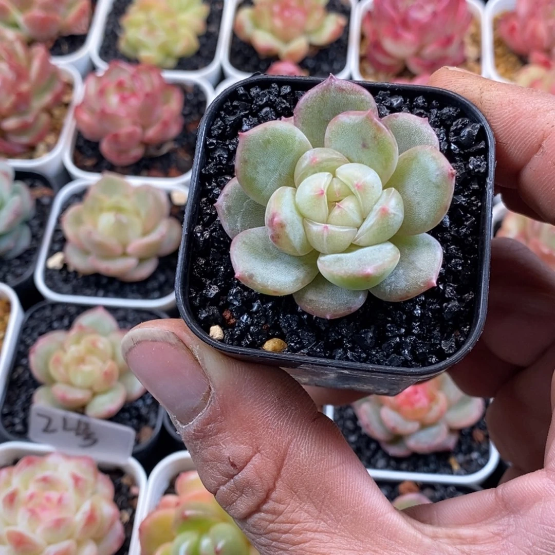 天官赐福百无禁忌