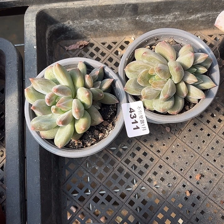 阿雅园艺。       4311重楼两颗