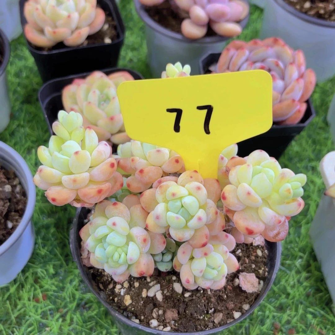 3****3我的小可爱们都好可爱