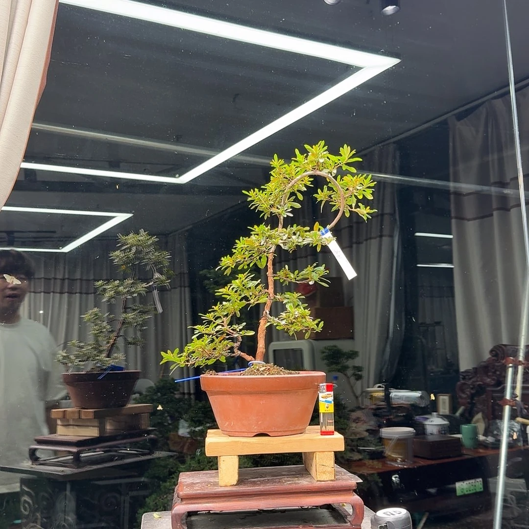 龙***牙无花朵花卉苗木4753