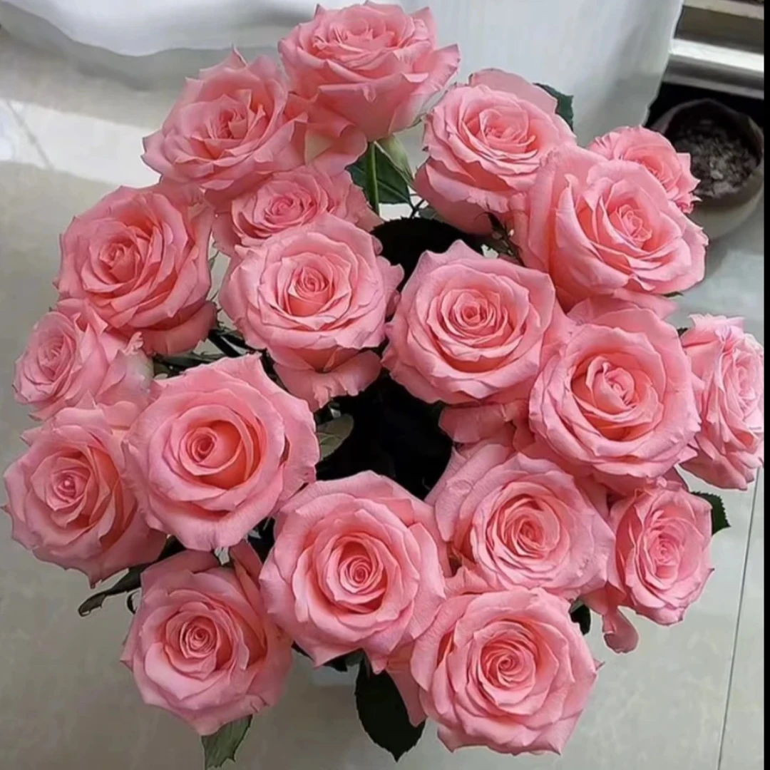 特价（鲜花次日达）10支戴安娜玫瑰32.8（任意两单有小礼品）