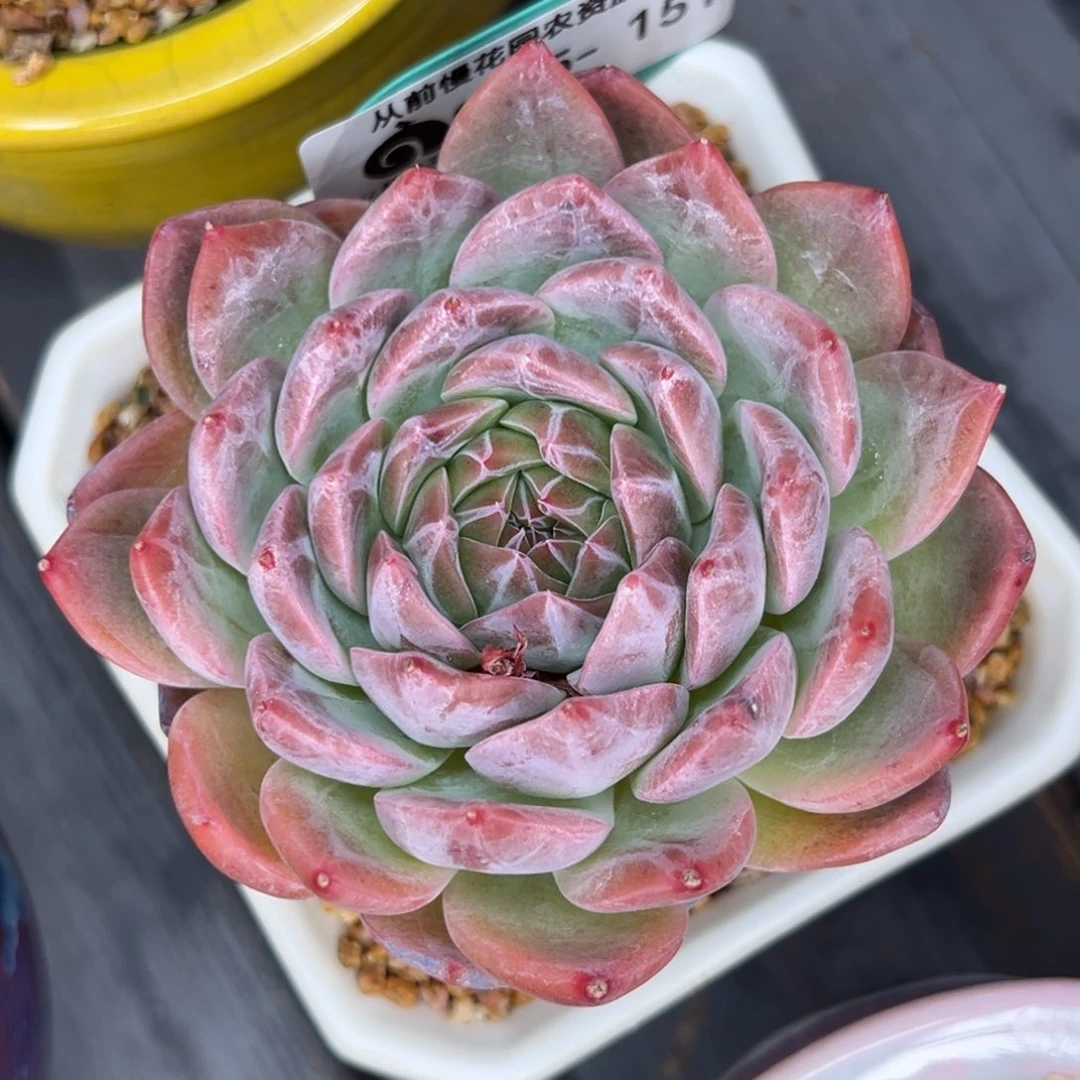 从前慢多肉精选编号0615.151