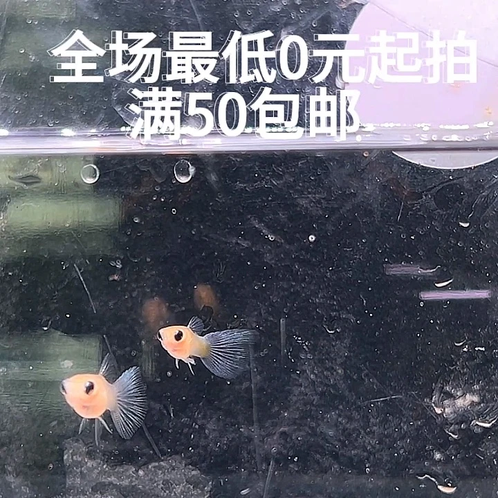 孔雀鱼黄肉短体玻璃猫