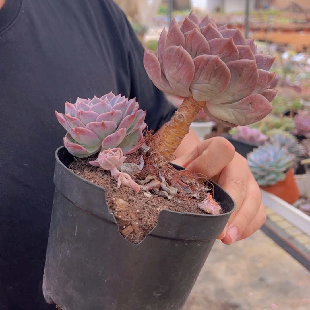 原始哈利沃森大单头两盆