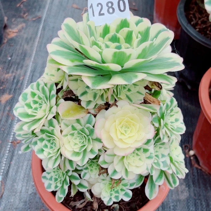 迈巴赫特价多肉发货