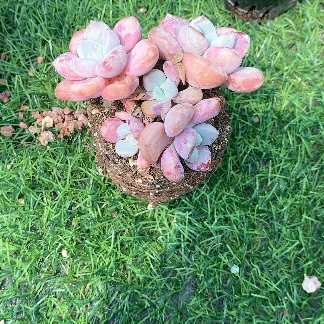 小花斑鹿1颗带土发货