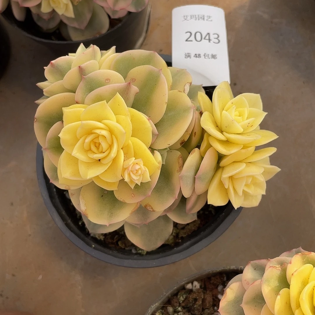 043 的人多肉多肉