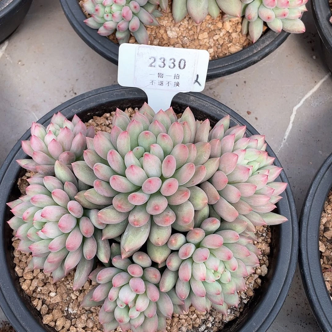 安***岩字精控群生2330号