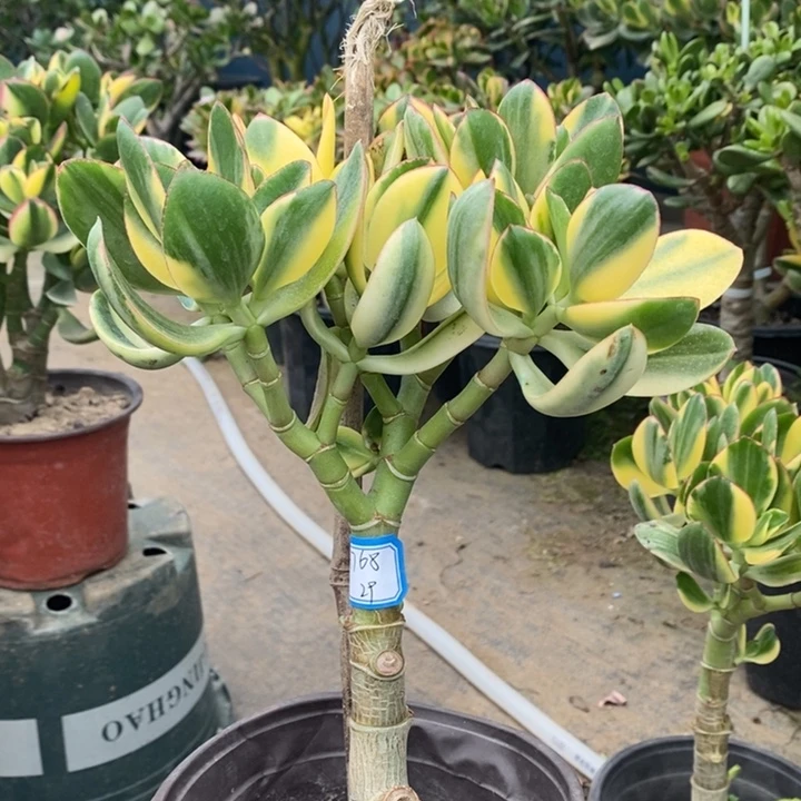 新花月锦一物一拍